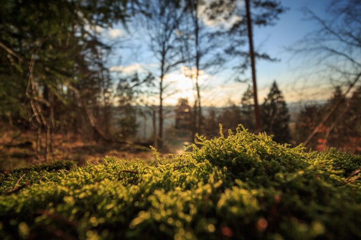 tim-schramm-9652-unsplash Walderlebnistag für trauernde Familien